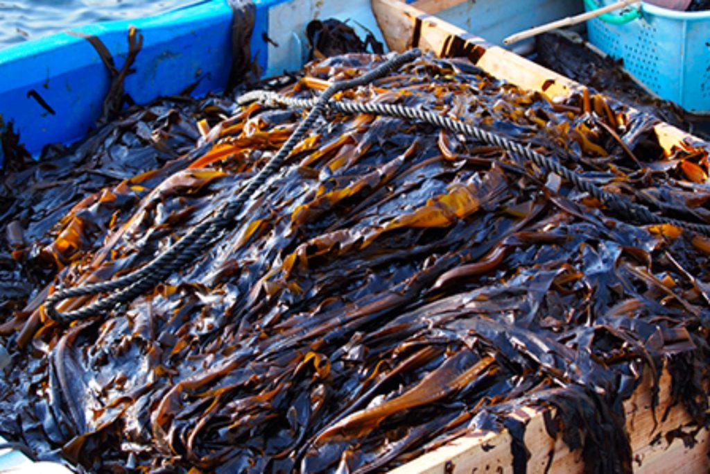 三陸の自然の恵み